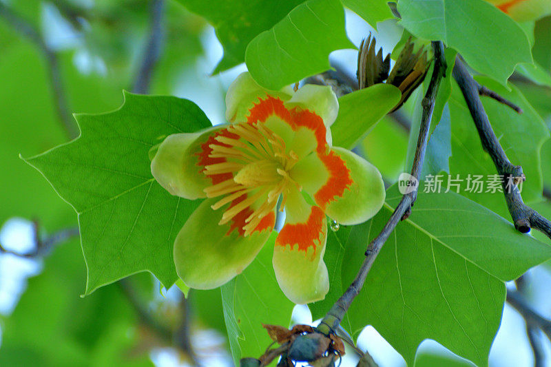 郁金香树花/鹅掌楸郁金香花